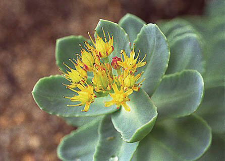 Rodiola Rosea